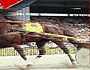 В День Республики на казанском ипподроме пройдет Финал Кубка мира для лошадей рысистых пород